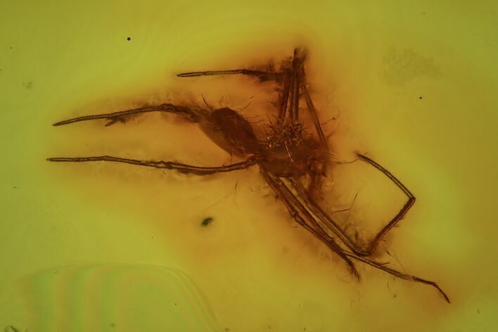 Detailed Fossil Spider (Aranea) In Baltic Amber #81688